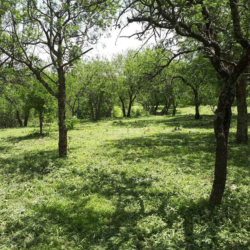 Venta TERRENO en La Granja, calle El Moradillo, Cordoba - Imagen 1